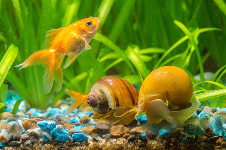 goldfish and snails