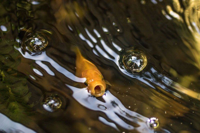 cá vàng trên bề mặt với bong bóng