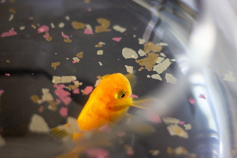 goldfish eating flakes