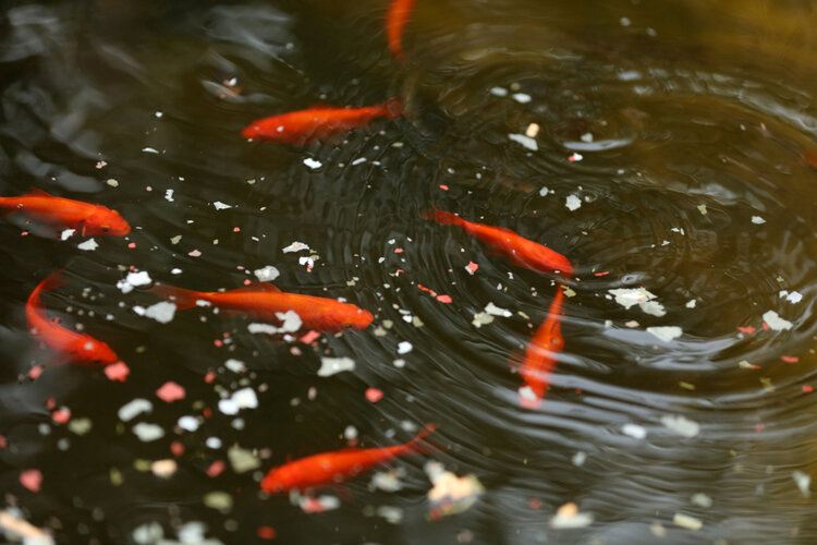 goldfish eating in pond