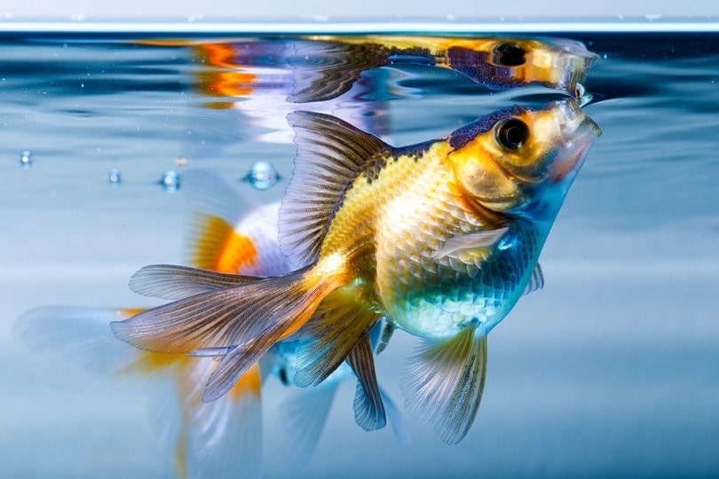 goldfish fish aquarium