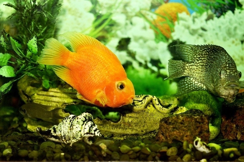 goldfish in a beautiful home aquarium_Videopozitiv_shutterstock