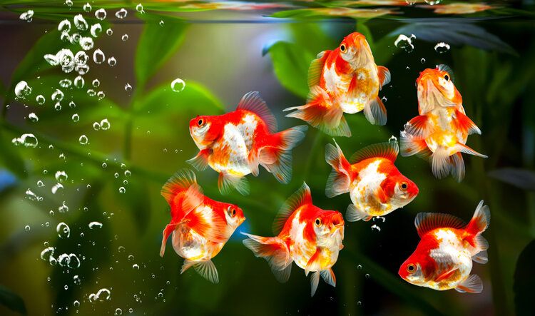 goldfish in aquarium