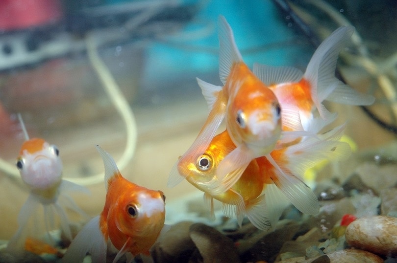 11 Easiest Fish to Take Care Of For Beginners