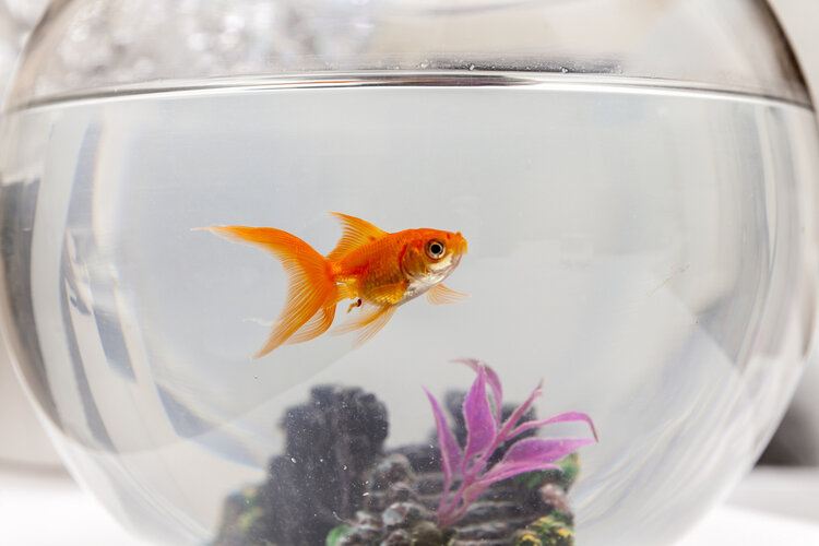 goldfish in bowl