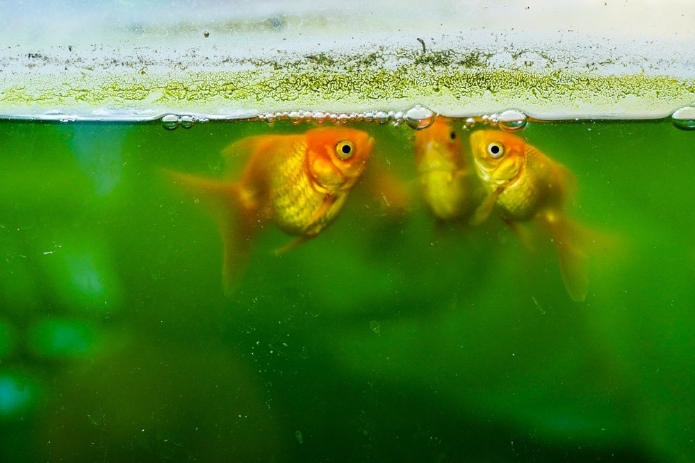 goldfish in dirty unclean tank