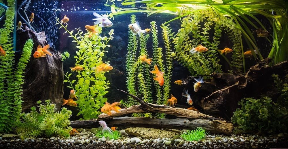 goldfish in planted tank with rocks, wood, and decorations