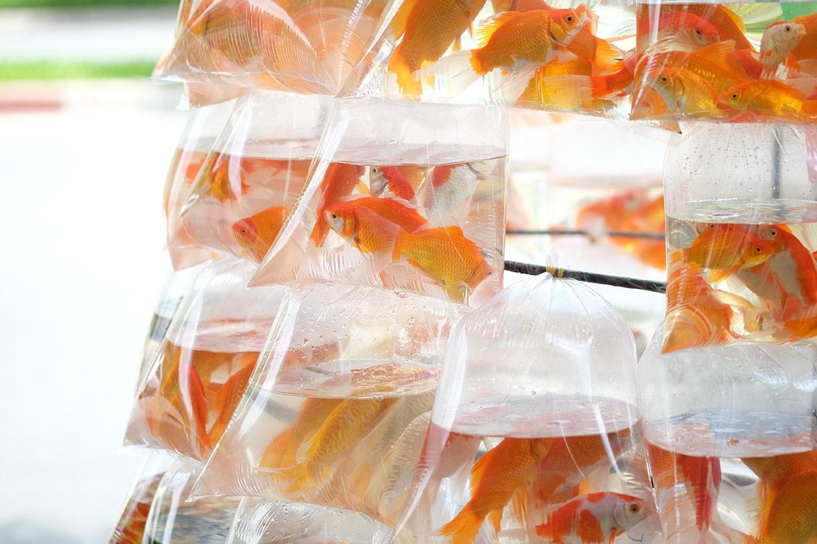 goldfish in plastic bag