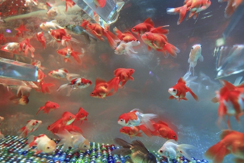 Do Goldfish Need a Filter The Answer Might Surprise You Hepper