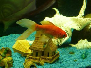 goldfish in tank with ornament