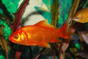 goldfish inside tank with background