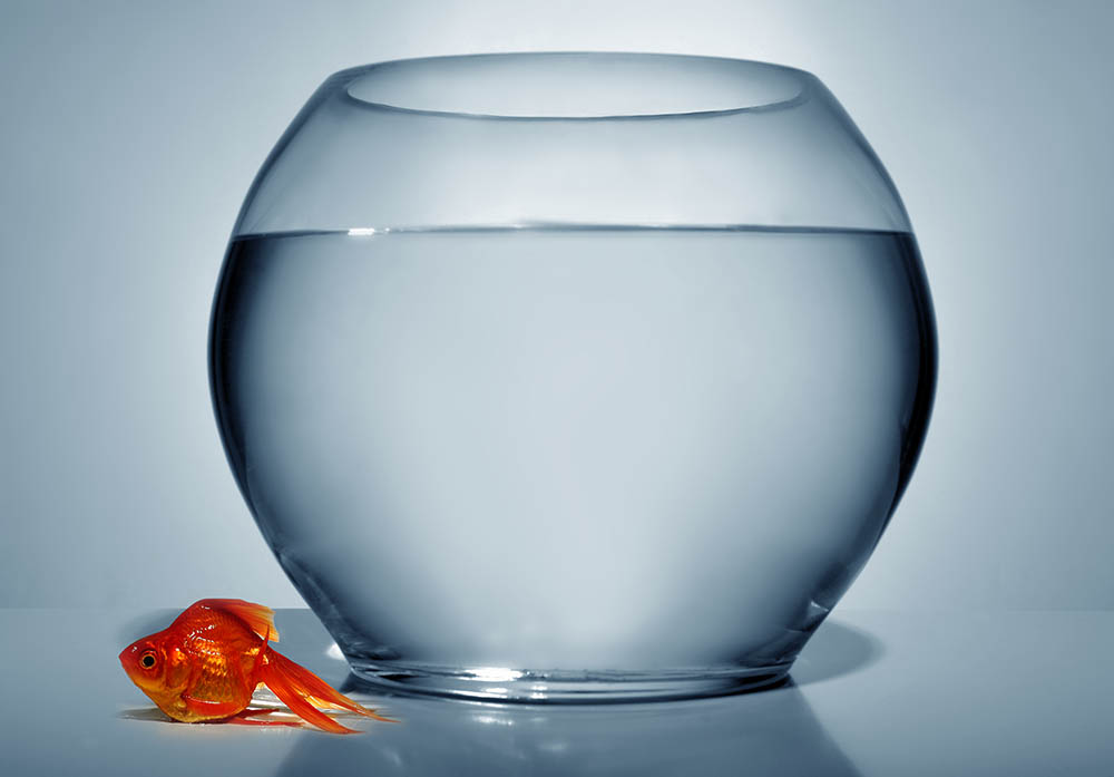How Long Can a Fish Live Out of Water? Important Facts Hepper