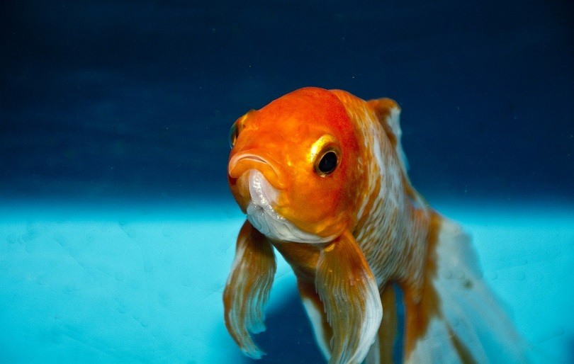 Goldfish eat betta food hotsell
