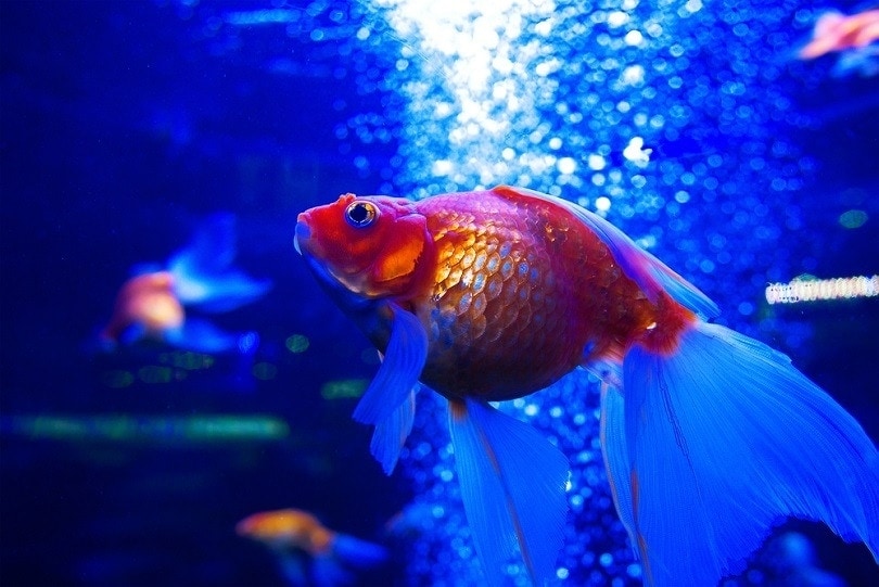 goldfish ryuikin diving underwater_Kateryna Mostova_shutterstock