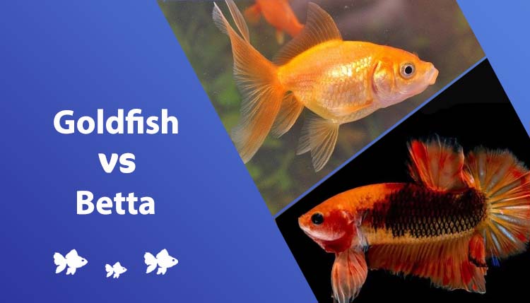 Fish vs a base. the power of goldfish!