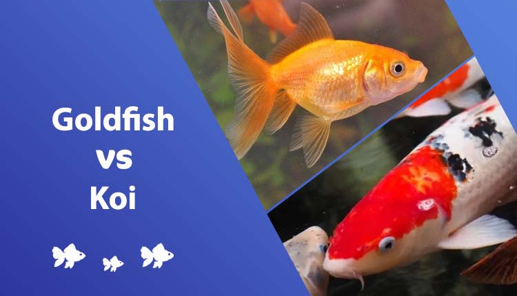 goldfish vs koi header