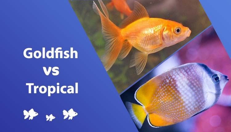 goldfish vs tropical fish