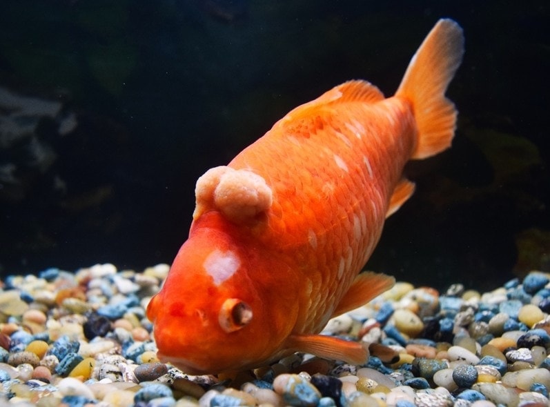 goldfish with a tumor