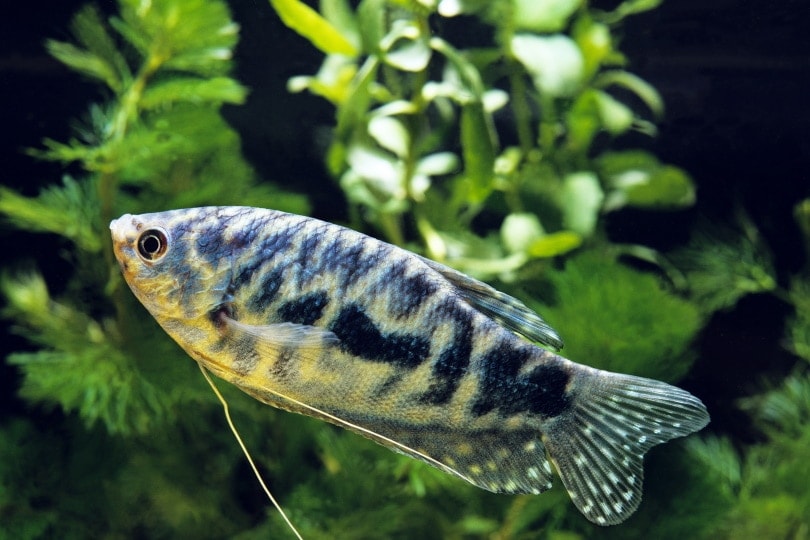 gourami