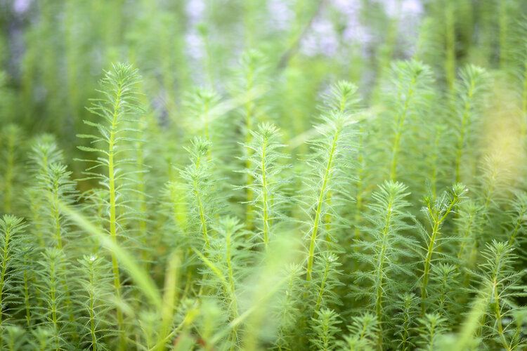 Foxtail deals aquarium plant
