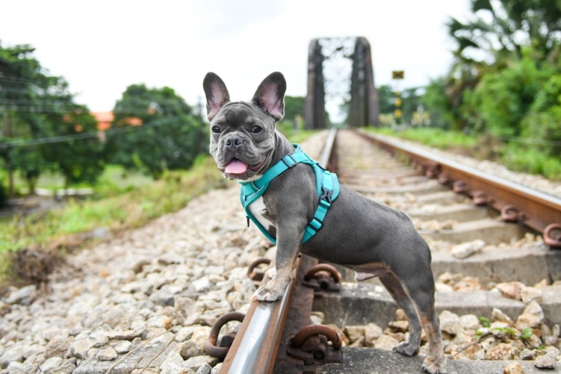 grey french bulldog