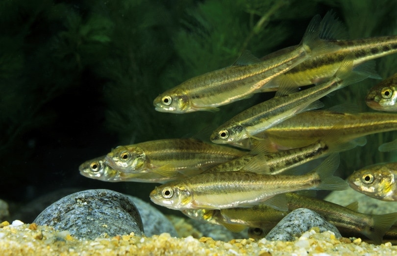 group of adults minnow fish