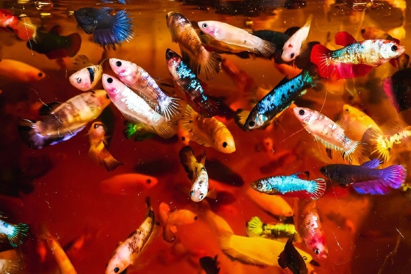 group of female betta fish in tank
