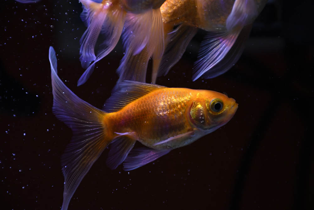 group of goldfish in an aquarium