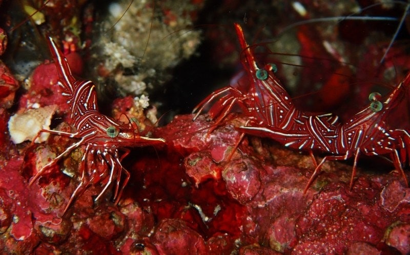 group of peppermint shrimp on red coral