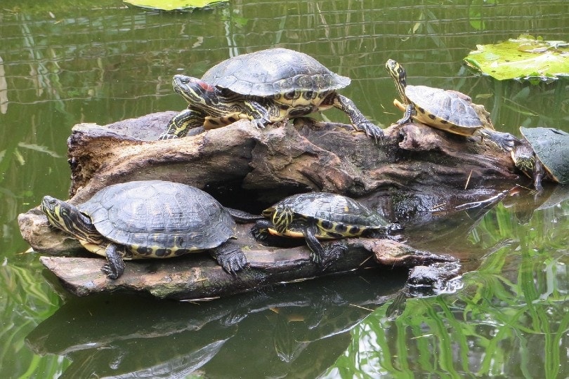 group of sea turtles