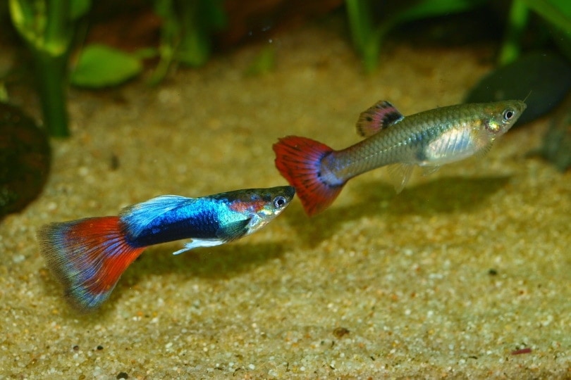 guppy fish in aquarium