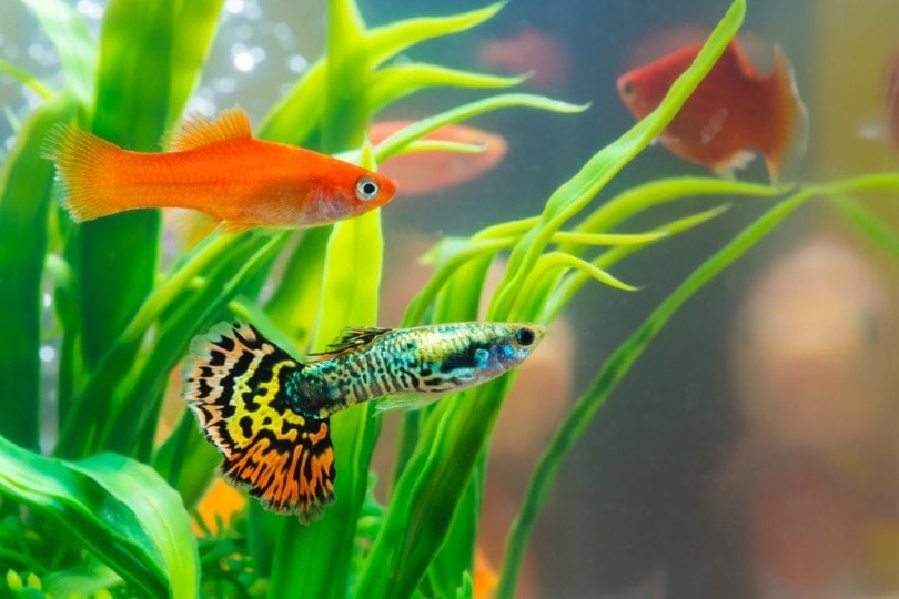 guppy with goldfish in tank