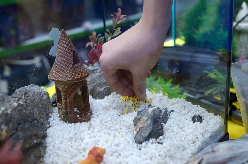Betta fish tank ideas | Fish tank themes, Cool fish tank decorations, Fish  tank terrarium