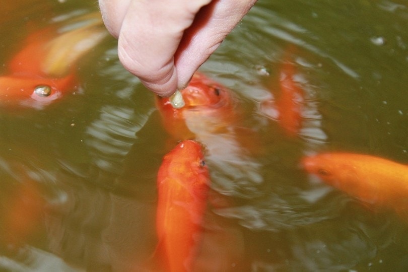 hand-feeding-goldfish