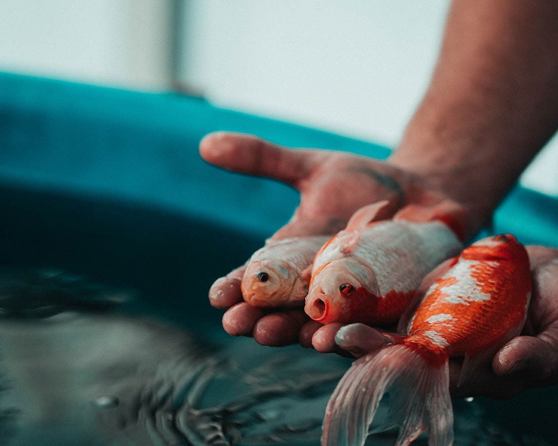 hand holding Goldfish for Aquaponics Systems