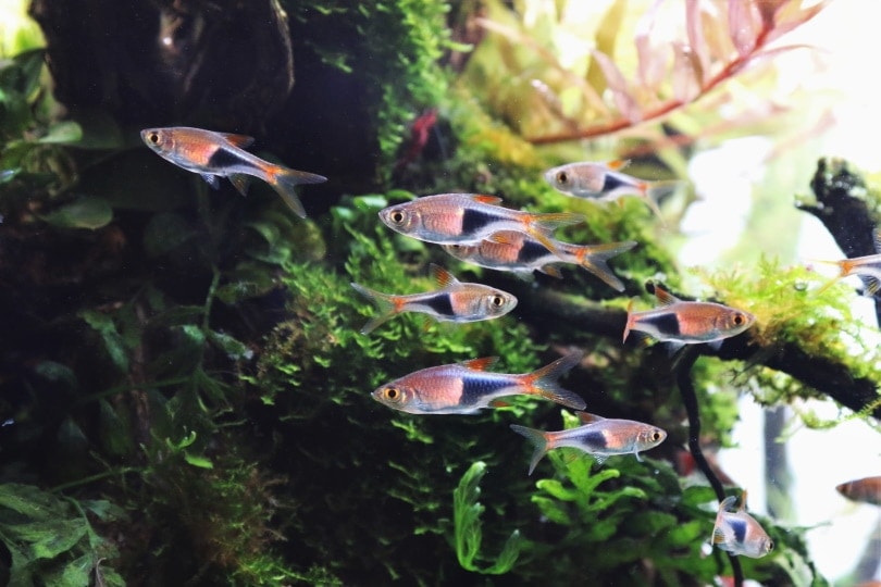 harlequin rasbora in aquarium