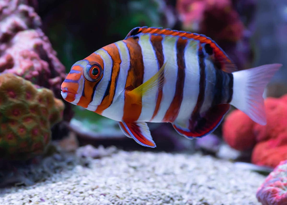 cá ngà harlequin trong bể cá