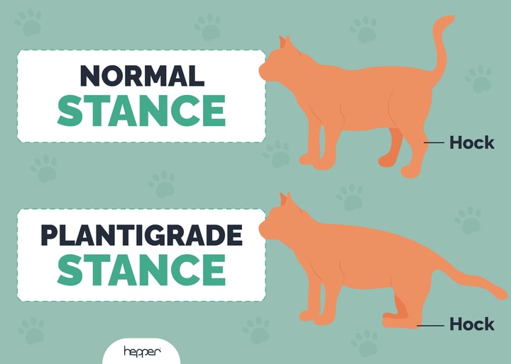 hepper_plantigrade_stance_in_cats_v1_jul_25_2023_720