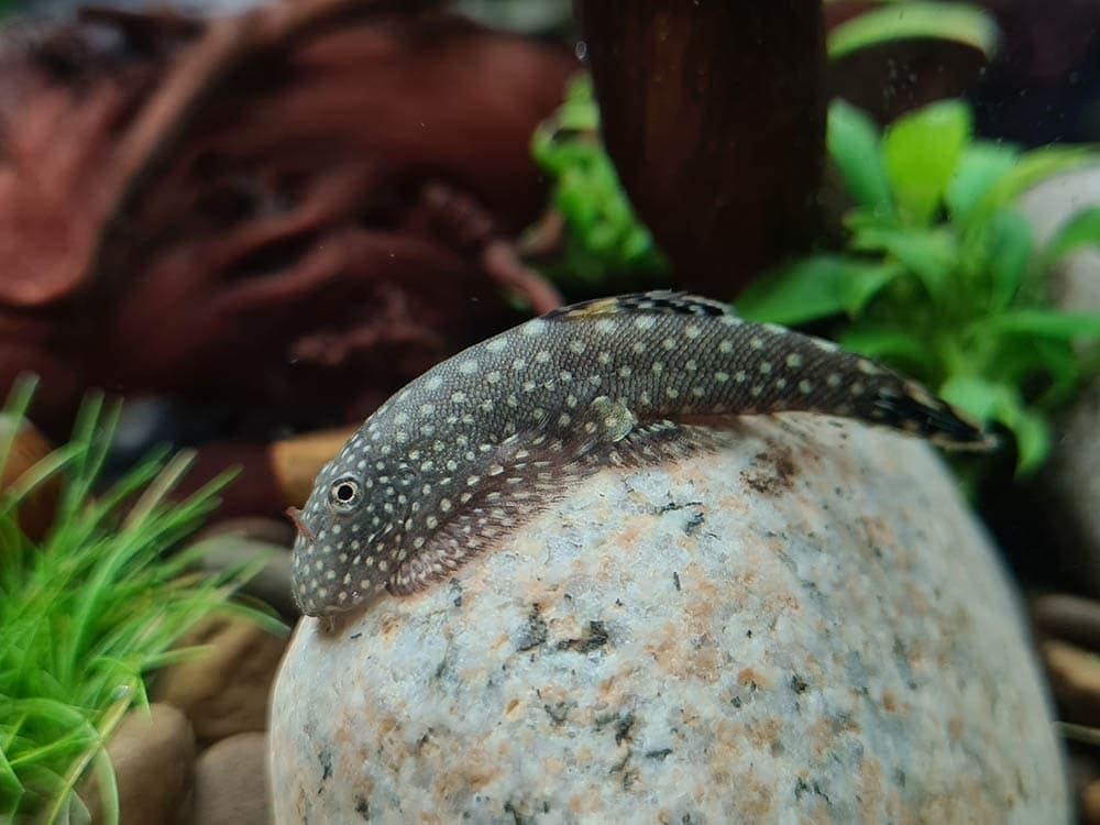 hillstream loach fish