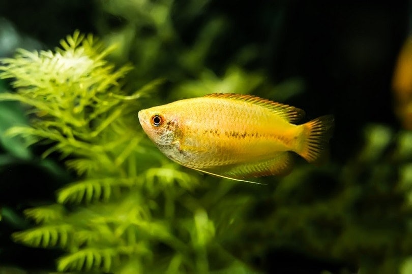 honey-gourami