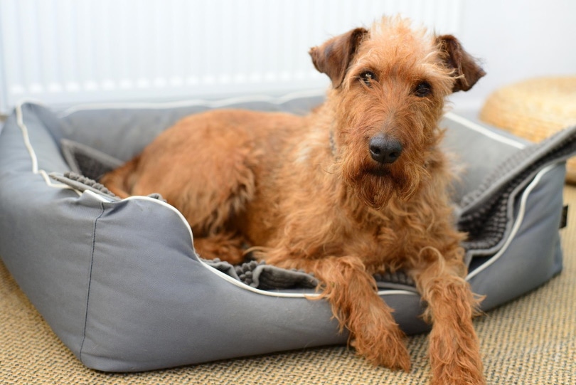 irish terrier dog lying in dog bed