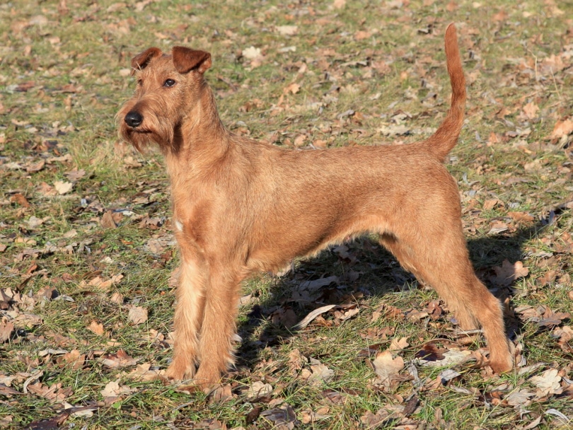 irish terrier dog standing in the park