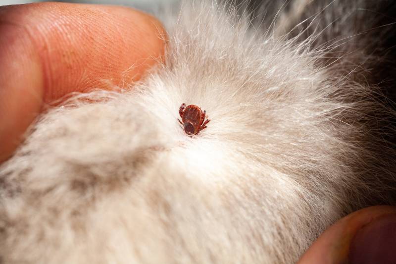 ixodic infectious tick stuck to the head of a kitten