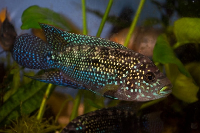 jack dempsey cichlid in aquarium