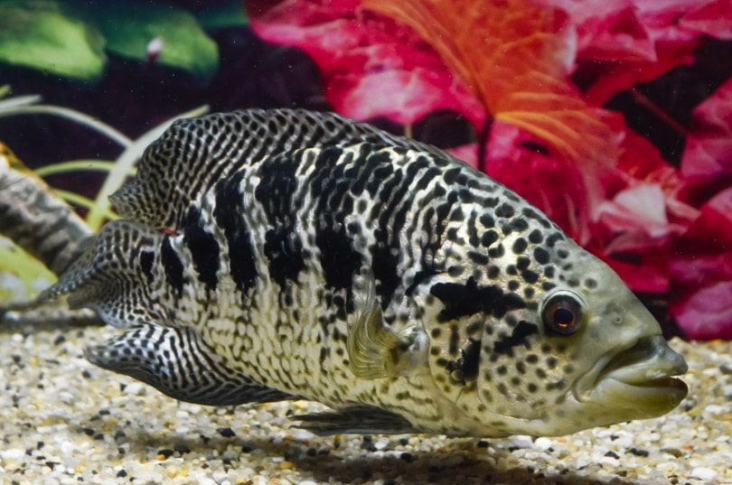 jaguar cichlid in aquarium