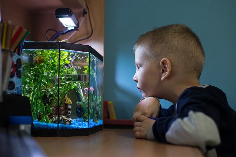 kid boy is watching fish tank in his room