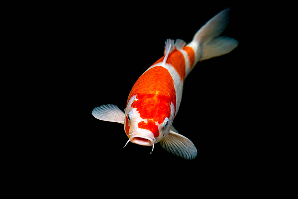 20 Types of Koi Fish Varieties & Colors (With Info & Pictures) | Hepper