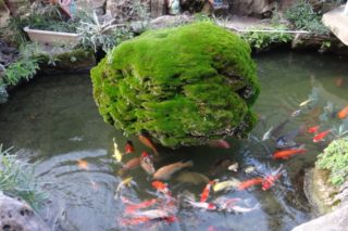 A koi and goldfish pond