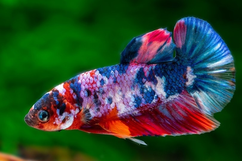 koi betta fish male