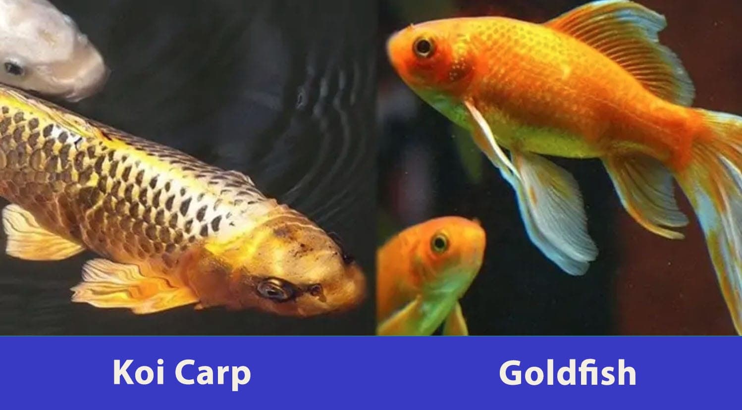 cá chép vs cá vàng